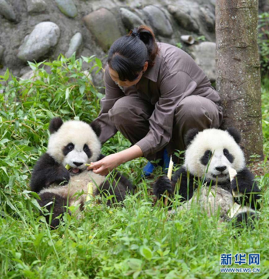     4月24日，飼養員在碧峰峽基地大熊貓幼兒園內陪護大熊貓幼崽。