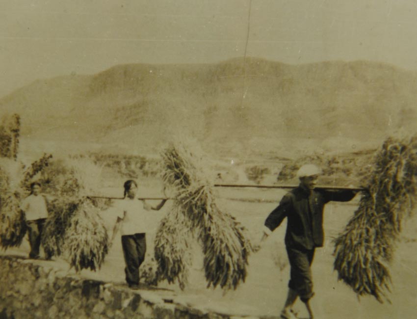  60年代，吳金印帶領群眾開荒造地，喜獲豐收。