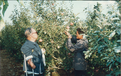 朱彥夫親自上山規劃，外出購苗，在北山上發展起的30畝蘋果園，年產果品十幾萬斤。（資料圖）