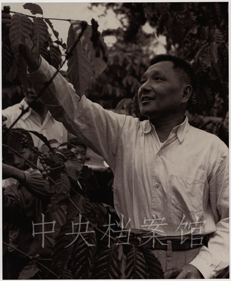 邓小平在海南岛兴隆华侨农场咖啡园--领袖人物