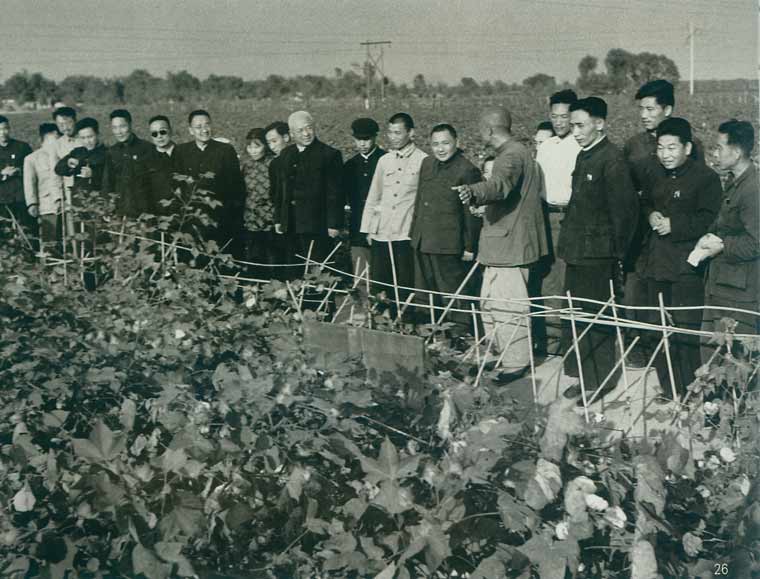 1958年10月:邓小平在河北农村视察棉田--领袖