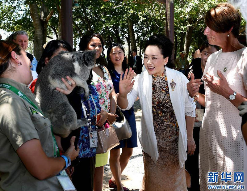 11月15日，中國國家主席習近平夫人彭麗媛在布裡斯班出席澳大利亞總理夫人瑪格麗特為G20與會各成員領導人配偶舉行的龍柏考拉園參觀活動。這是彭麗媛在觀賞考拉。新華社記者 饒愛民 攝