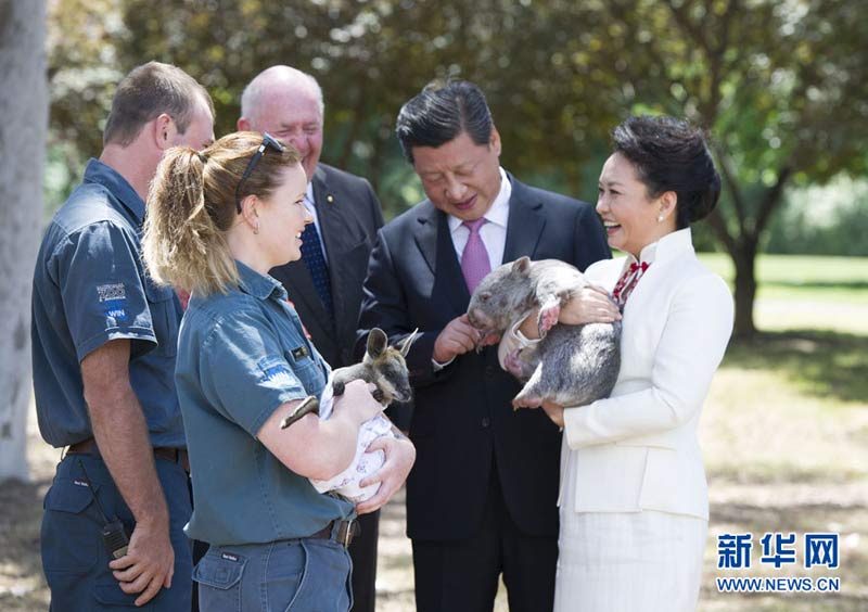 11月17日，中國國家主席習近平在堪培拉會見澳大利亞總督科斯格羅夫。這是午宴結束后，習近平和夫人彭麗媛在科斯格羅夫夫婦陪同下在總督府院內參觀時，彭麗媛抱起10個月大的袋熊沃納。新華社記者 黃敬文 攝