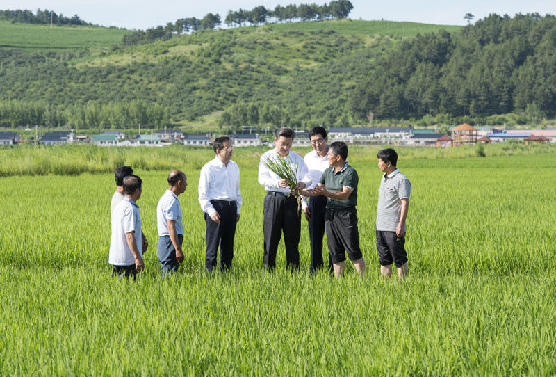 7月16日，習近平在延邊州和龍市東城鎮光東村稻田同村民和農技人員交流。新華社記者 謝環馳 攝