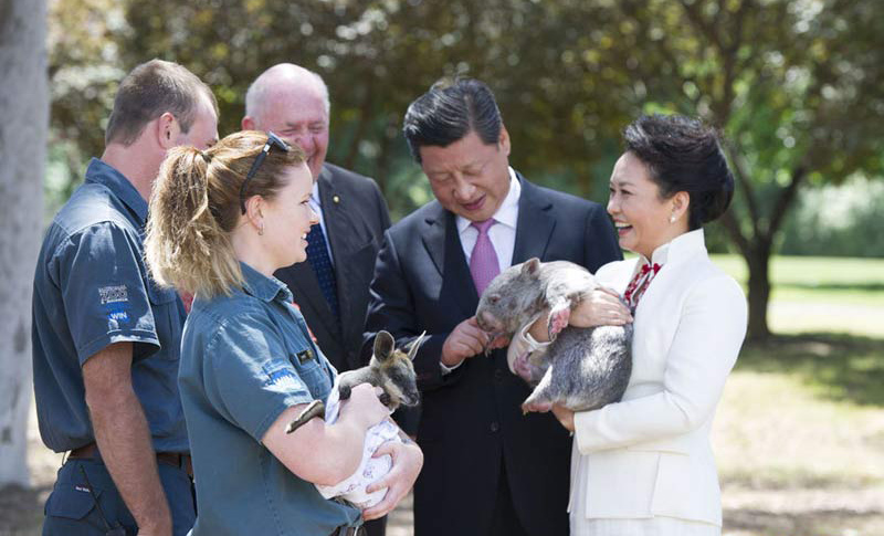 2014年11月17日，國家主席習近平在堪培拉會見澳大利亞總督科斯格羅夫。這是午宴結束后，習近平和夫人彭麗媛在科斯格羅夫夫婦陪同下在總督府院內參觀時，彭麗媛抱起10個月大的袋熊沃納。黃敬文 攝