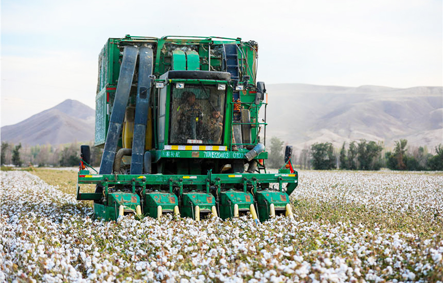 新疆呼图壁：70万亩棉花采收忙