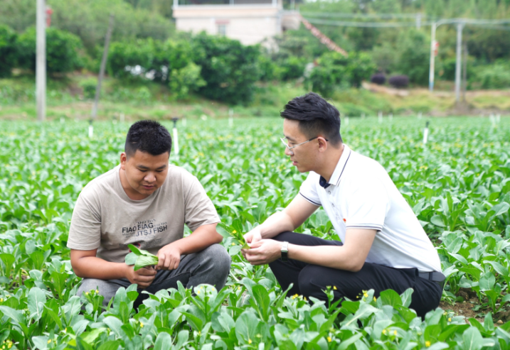 梅縣區白渡鎮農業站工作人員指導農戶種植蔬菜。