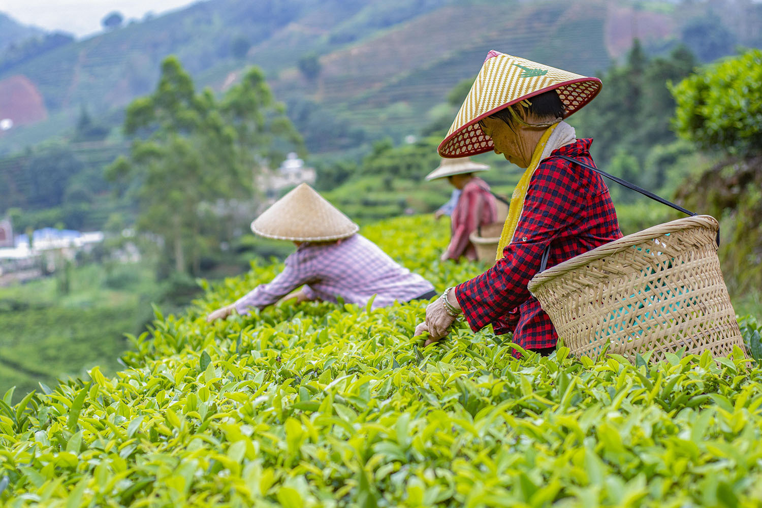 饒平縣浮濱鎮嶺頭村，茶農背著竹簍，正忙著採茶。王舜平 攝