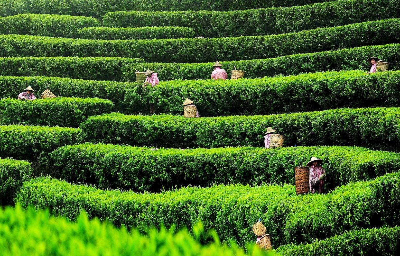 饒平縣浮濱鎮嶺頭村茶山，茶農正忙著採茶。楊義和 攝