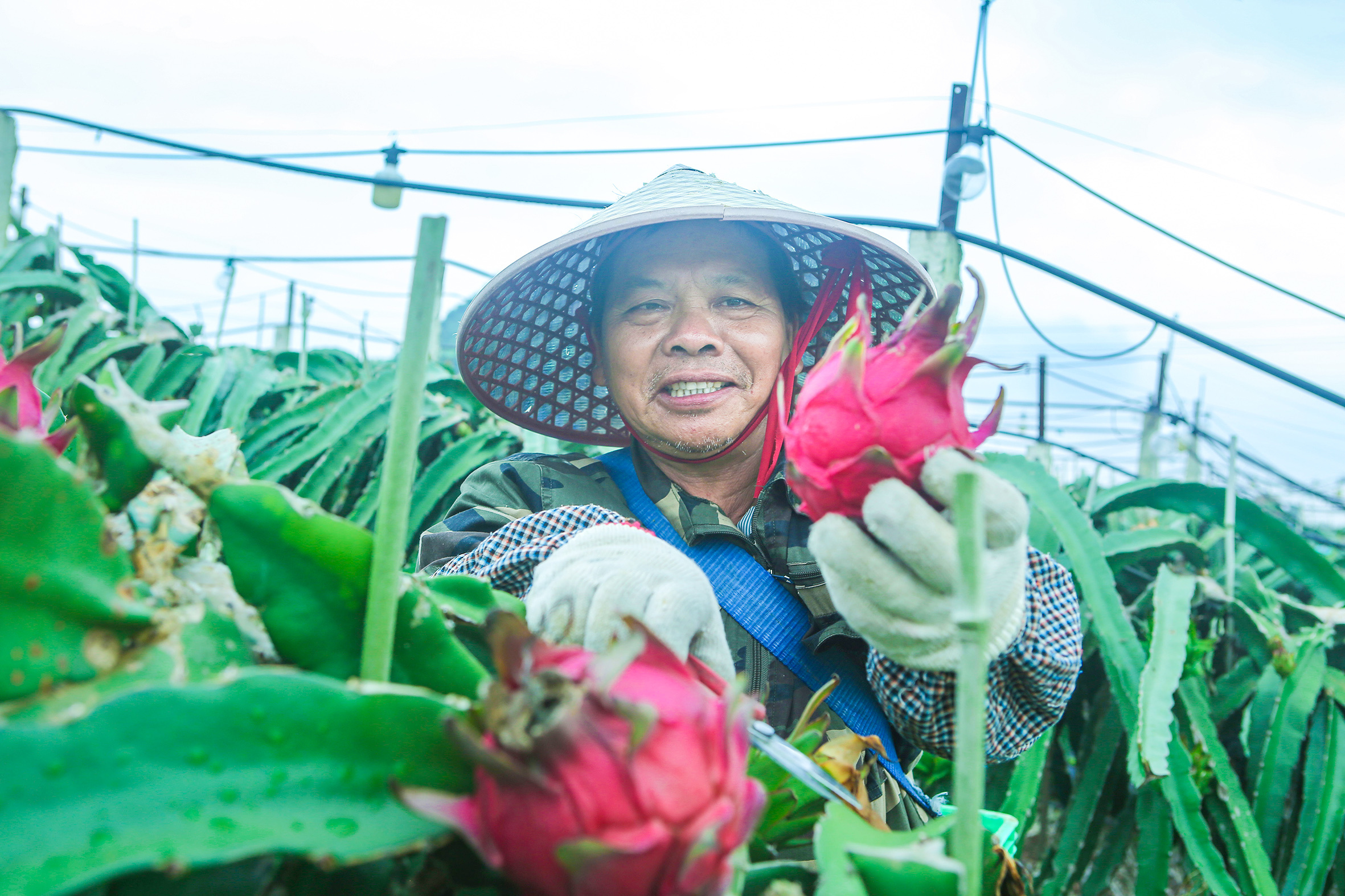 盧春弟是金福火龍果種植基地的一名務工人員，得益於帶農益農模式，如今他已實現脫貧致富。