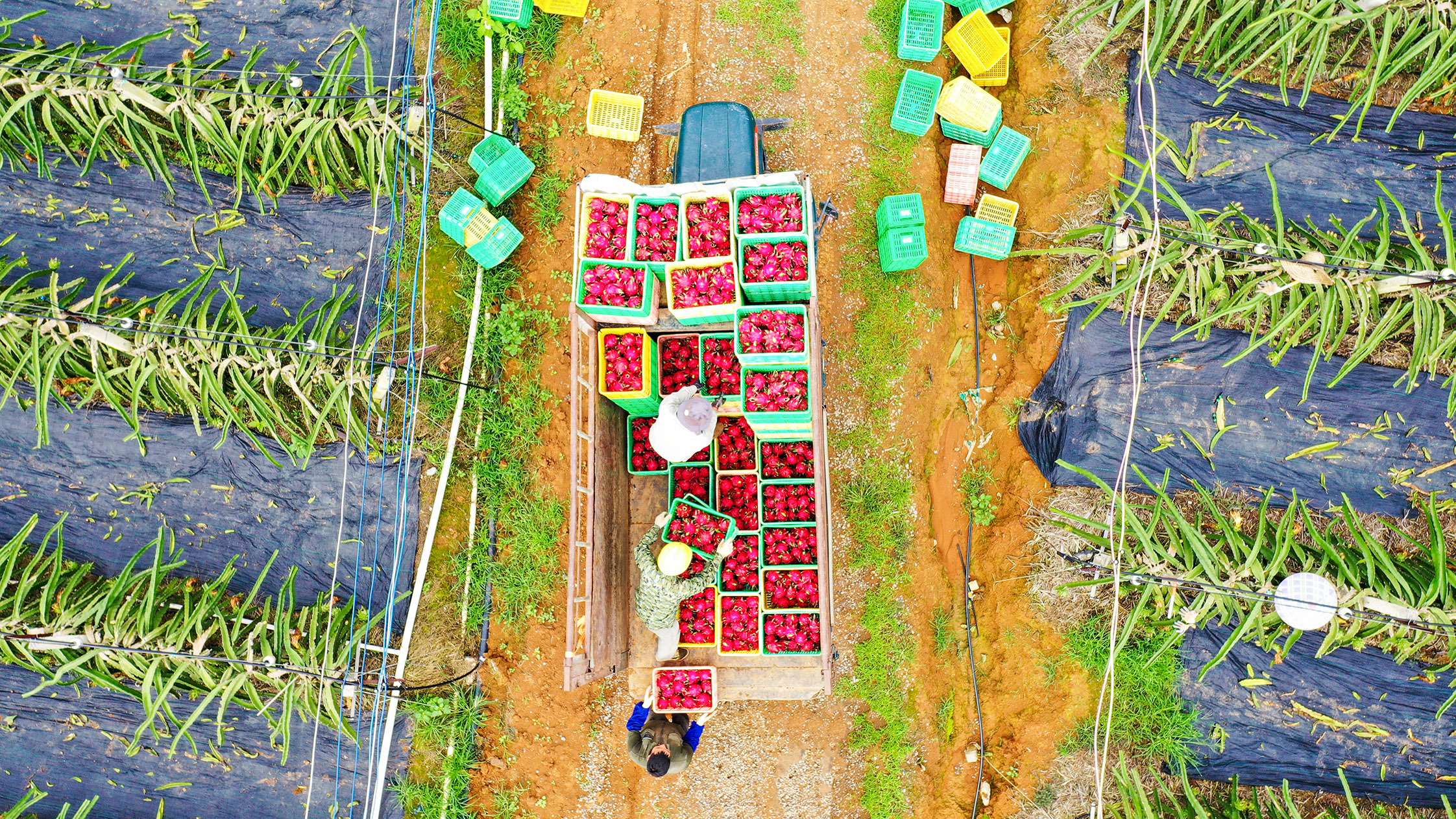 目前，隆安縣火龍果種植遍布所有鄉鎮，種植總面積約7萬畝。