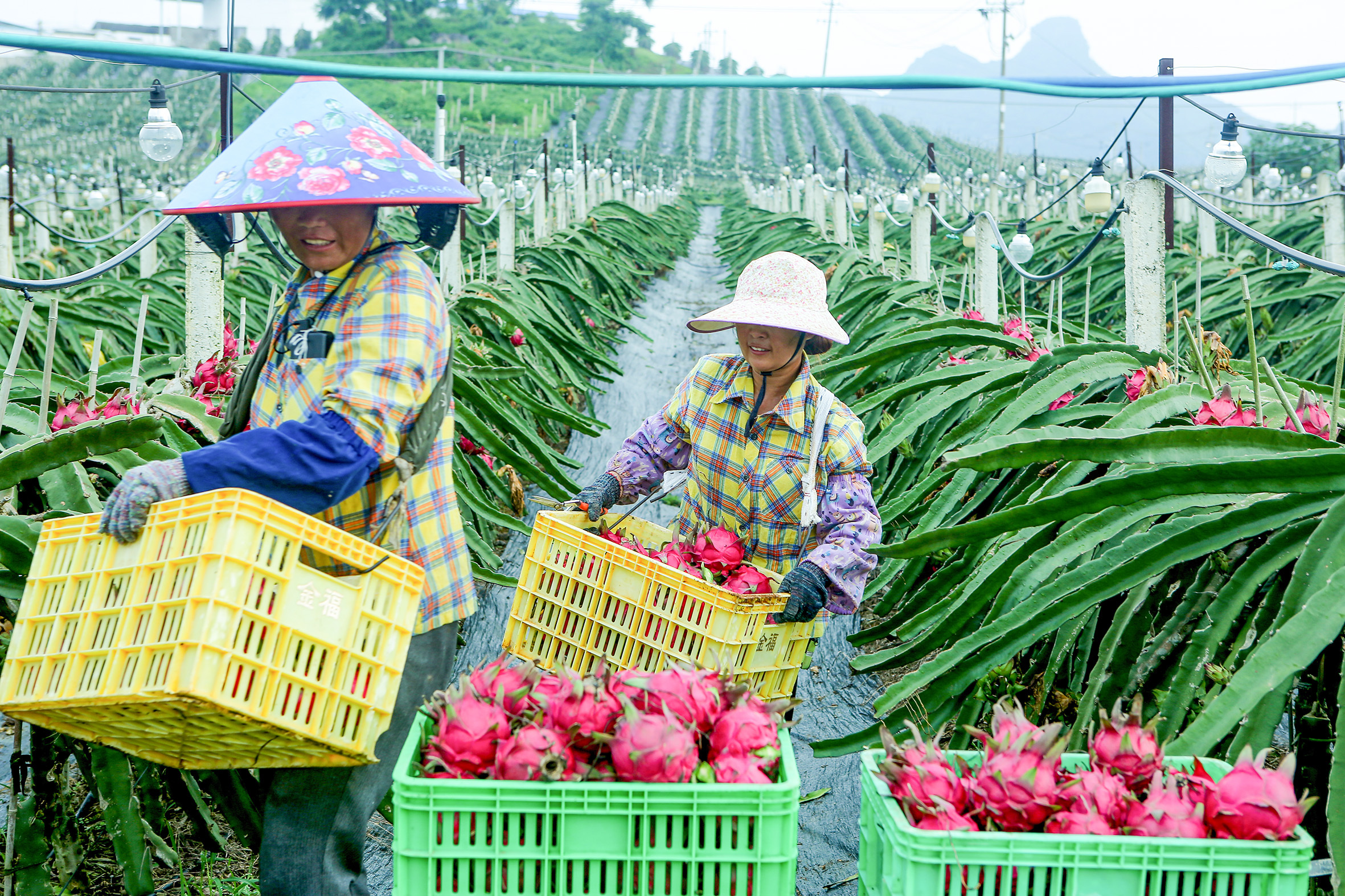 在火龍果種植基地，工人正忙著在地裡採摘火龍果。