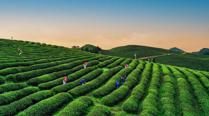 近年來，貴州省銅仁市石阡縣大力發展茶產業，茶園面積達43.6萬畝，茶葉成為鞏固拓展脫貧攻堅成果同鄉村振興有效銜接的“民心茶”。圖為石阡縣聚鳳鄉良友現代農業茶園 。