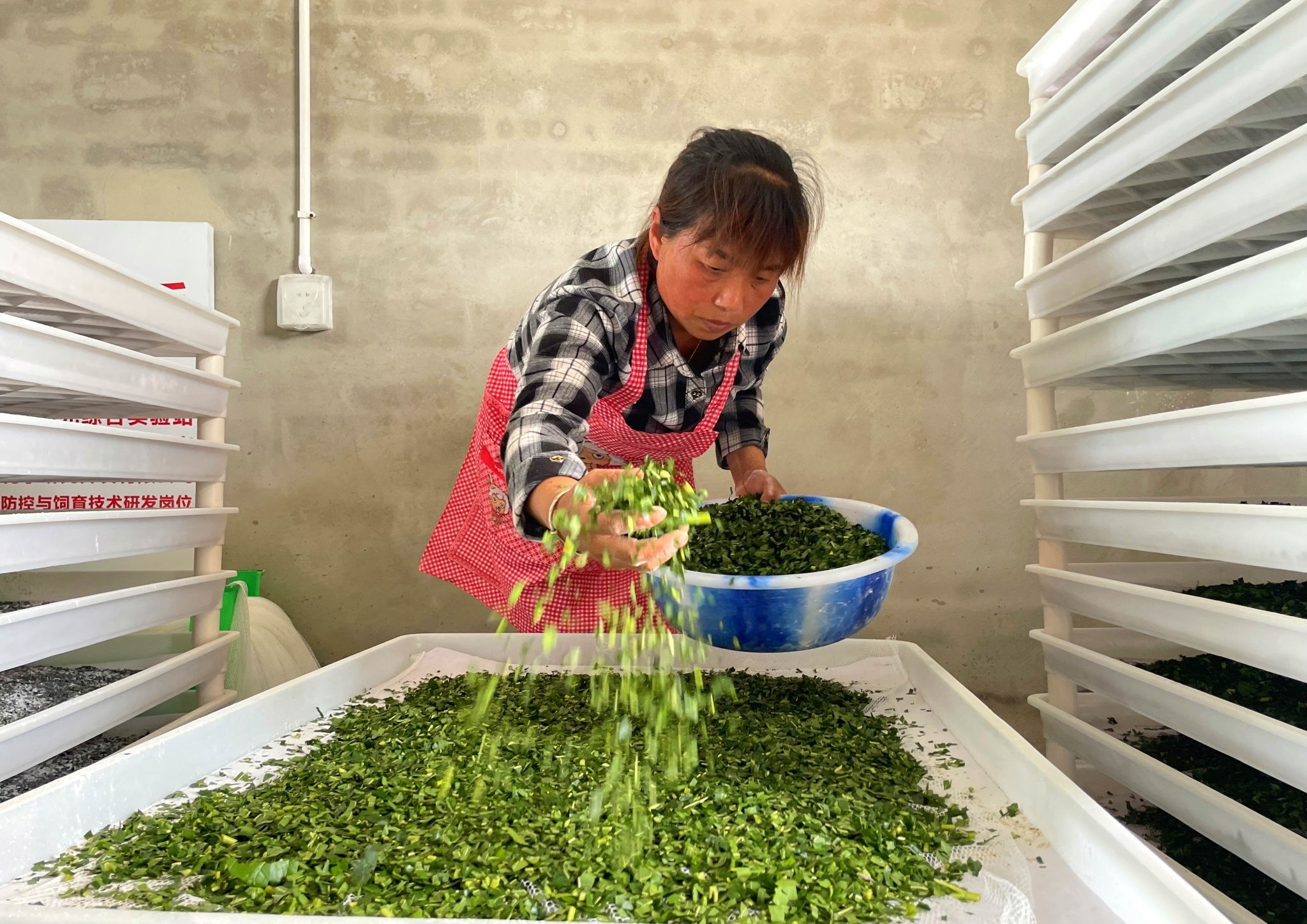 高縣嘉樂鎮人民村，工人細心給小蠶喂食桑葉。