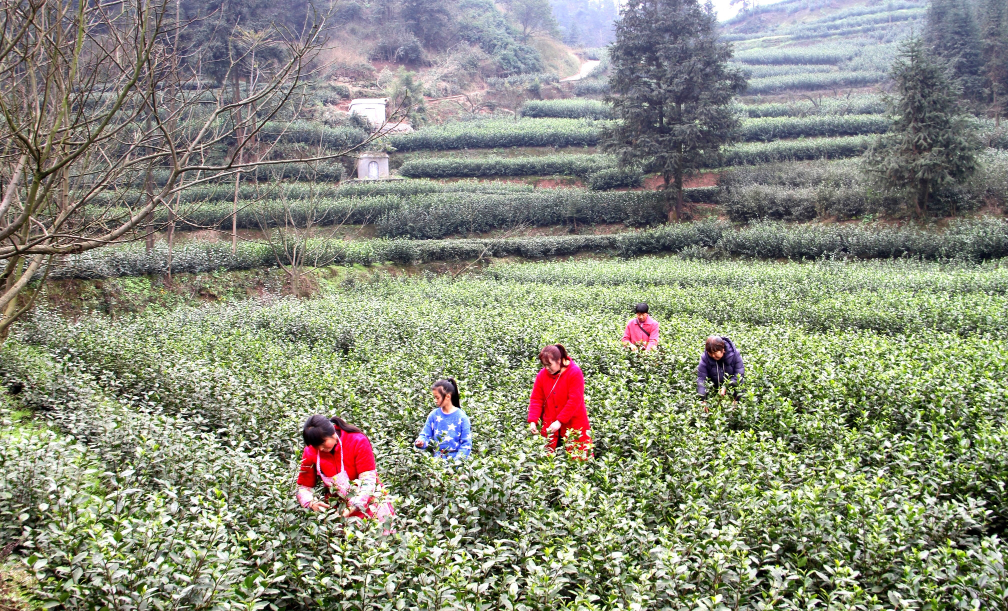 高縣蕉村鎮青雲社區，茶農穿梭在茶壟間採摘茶葉。