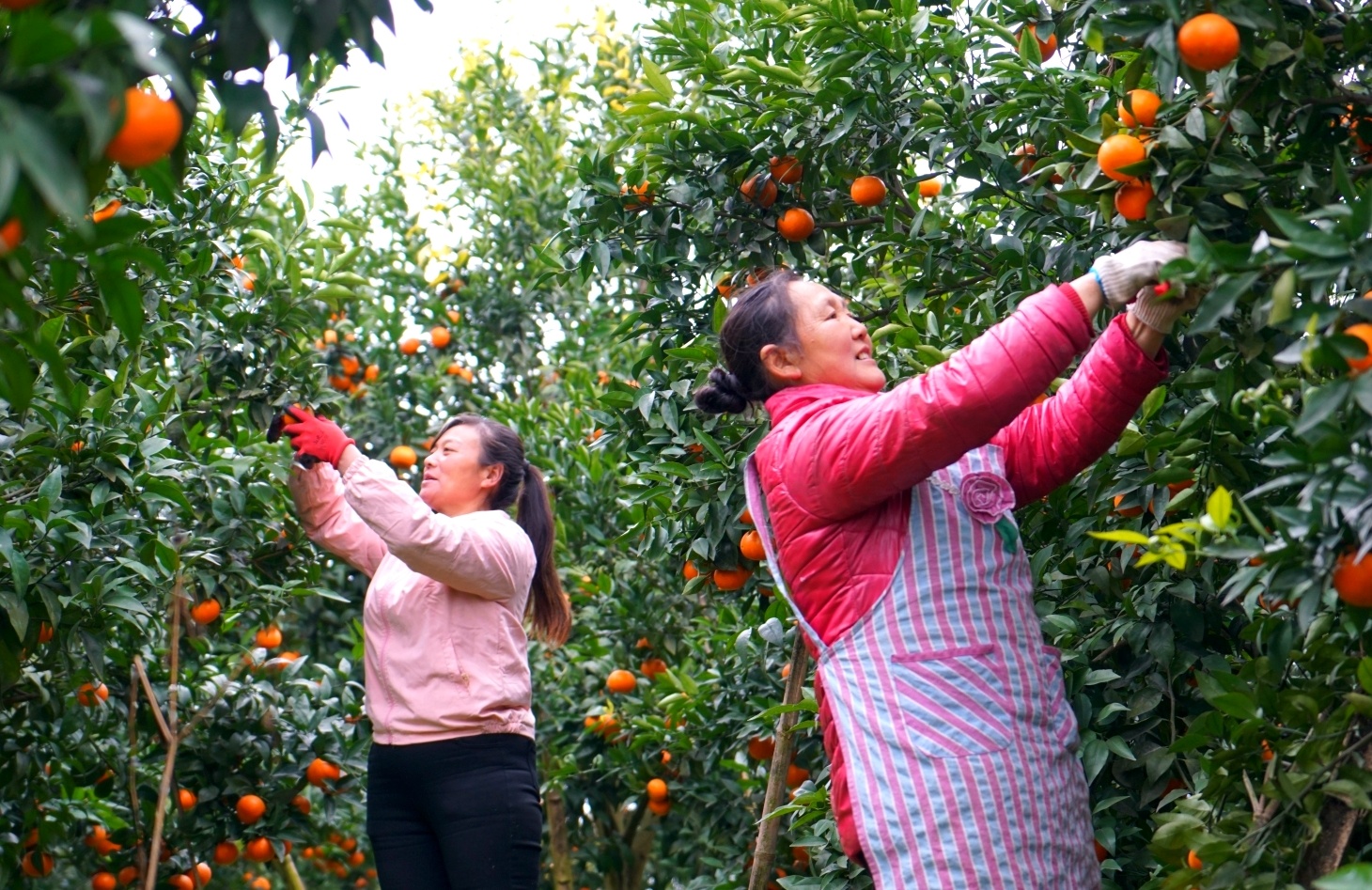 高縣來復鎮太平村，村民們忙著採摘沃柑，一派豐收的喜悅。
