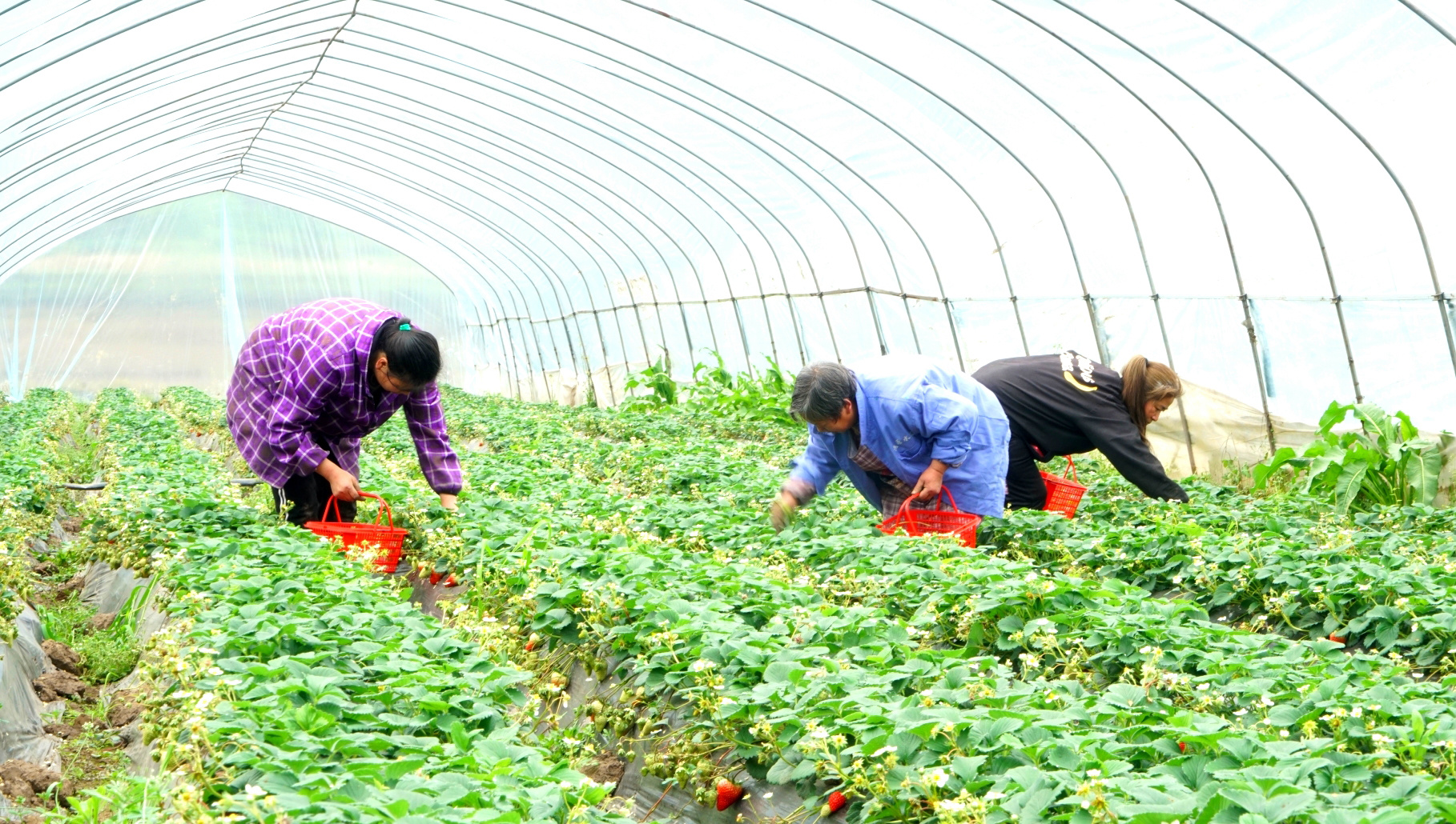 高縣來復鎮新農村，村民們在大棚裡採摘草莓。