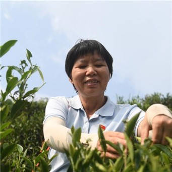   祝雪蘭：帶動群眾增收    　　讓近千名茶產業從業者掌握了傳統制茶工藝，被鄉親們親切地稱為“祝師傅”。    
