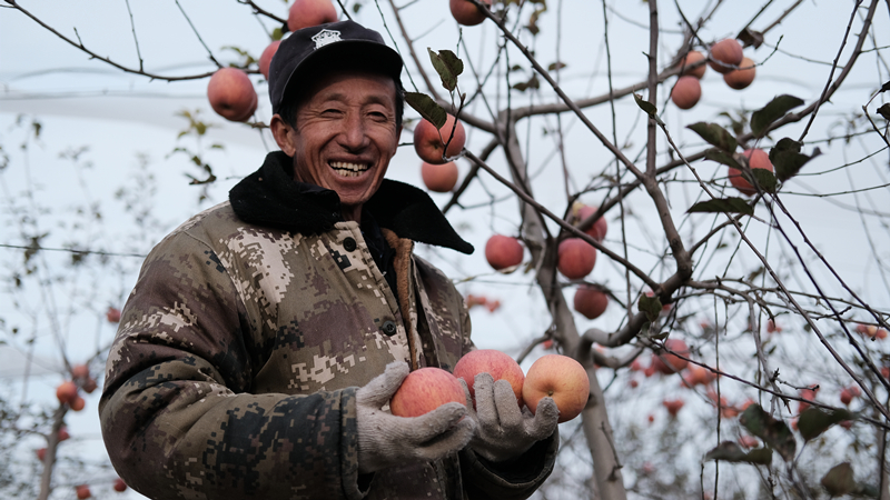 总书记关心的苹果成为乡亲们脱贫致富的“幸福果”