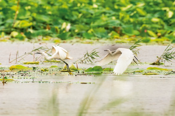 鳥兒在白洋澱水面上飛舞（2022年7月10日攝）。新華社發（李鑫攝）