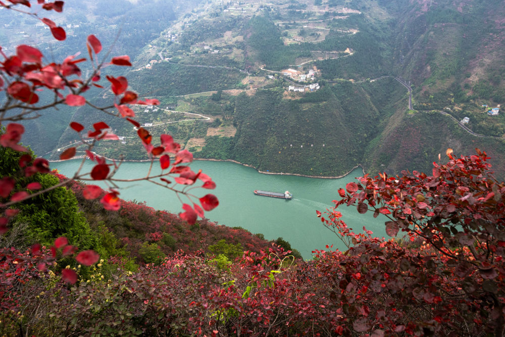 船舶行驶在红叶掩映下的长江三峡重庆市巫山县水域（2023年11年30）