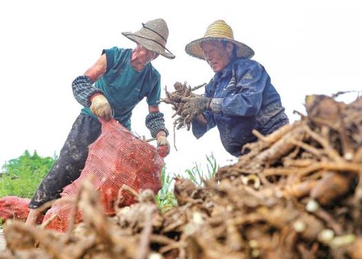 中药材助农增收