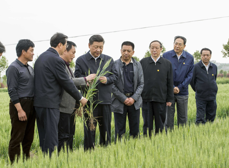 2016年4月25日下午，習(xí)近平在安徽滁州市鳳陽縣小崗村察看小麥長(zhǎng)勢(shì)。左一為種糧大戶程夕兵。新華社記者 李學(xué)仁 攝