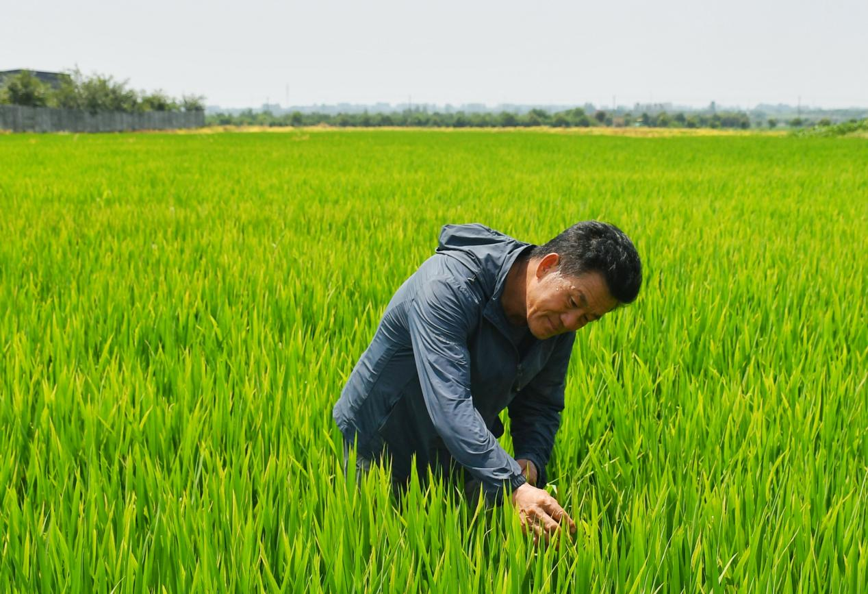 程夕兵在農(nóng)田里檢查水稻種植情況。人民網(wǎng)記者 周坤 攝