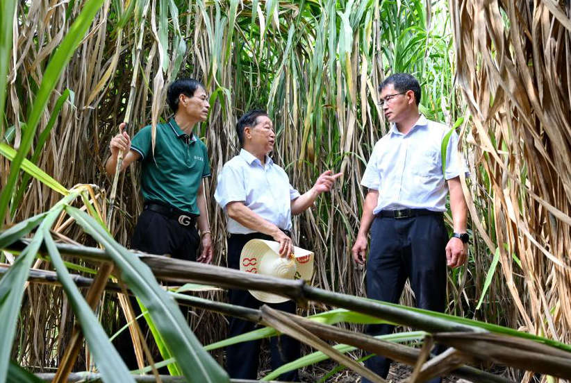 菌草技術發明人林佔熺：種下一棵“幸福草”