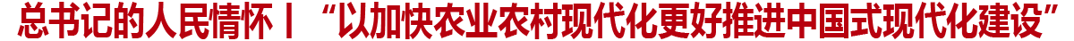 总书记的人民情怀丨“以加快农业农村现代化更好推进中国式现代化建设”