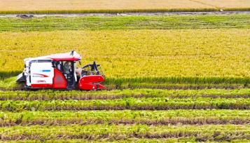学习·知行丨在总书记心中 “粮食”二字重千钧10月16日是世界粮食日。粮食安全关系人类永续发展和前途命运，是构建人类命运共同体的重要基础。在习近平总书记心中，“粮食”二字始终重若千钧。