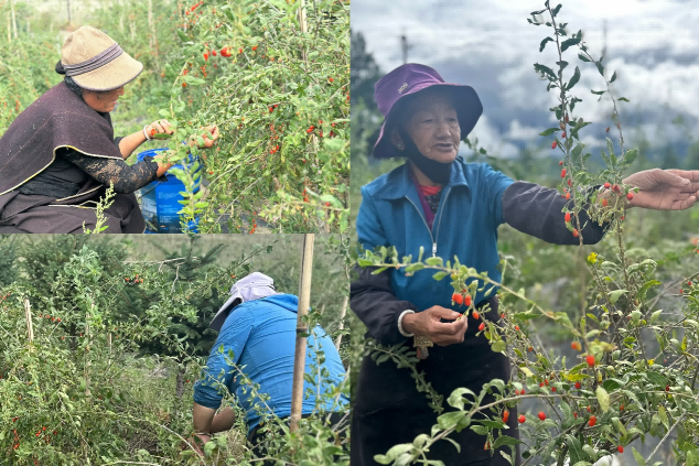 图为林芝市巴宜区布久乡麦巴村枸杞种植基地，当地村民正在采摘成熟的高原红枸杞。人民网记者 金洪花摄