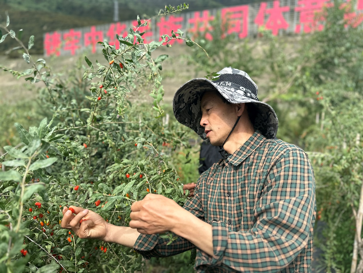 图为技术人员康世文在麦巴村枸杞种植基地查看枸杞挂果情况。人民网记者 金洪花摄