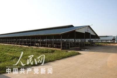 组图:济宁汶上蒙牛现代牧场目击牛奶生产的第