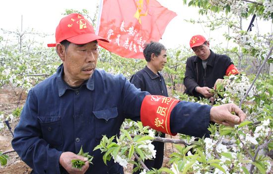 村党员志愿服务队深入田间地头为群众指导大樱桃管理技术
