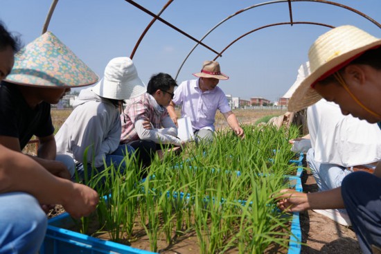 章志宏（图中短袖衬衣）教授带领研究生查看水稻情况。江帆摄