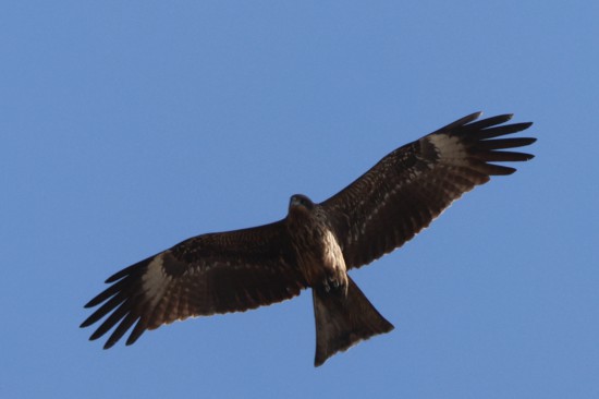 國家二級保護動物黑鳶在廈門馬鑾灣上空盤旋。人民網記者 陳博攝