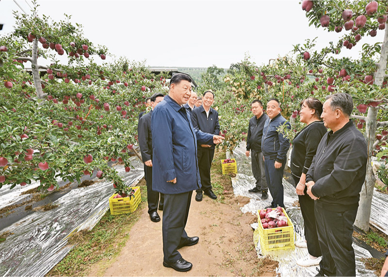 2024年9月10日至13日，中共中央總書記、國(guó)家主席、中央軍委主席習(xí)近平在甘肅考察。這是11日上午，習(xí)近平在天水市麥積區(qū)南山花牛蘋果基地考察時(shí)，走進(jìn)果林了解相關(guān)種植、技術(shù)和管理情況。 新華社記者 謝環(huán)馳/攝