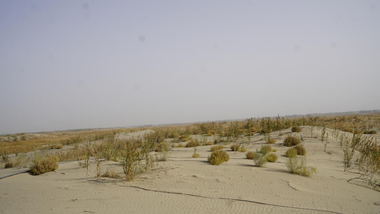 在沙漠上不断繁枝的绿叶。人民网 石曲次旺摄