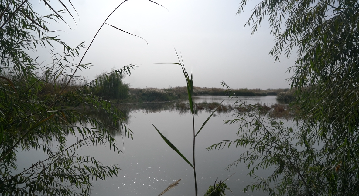 修复治理后的艾西曼湖区域的生态系统。人民网 石曲次旺摄