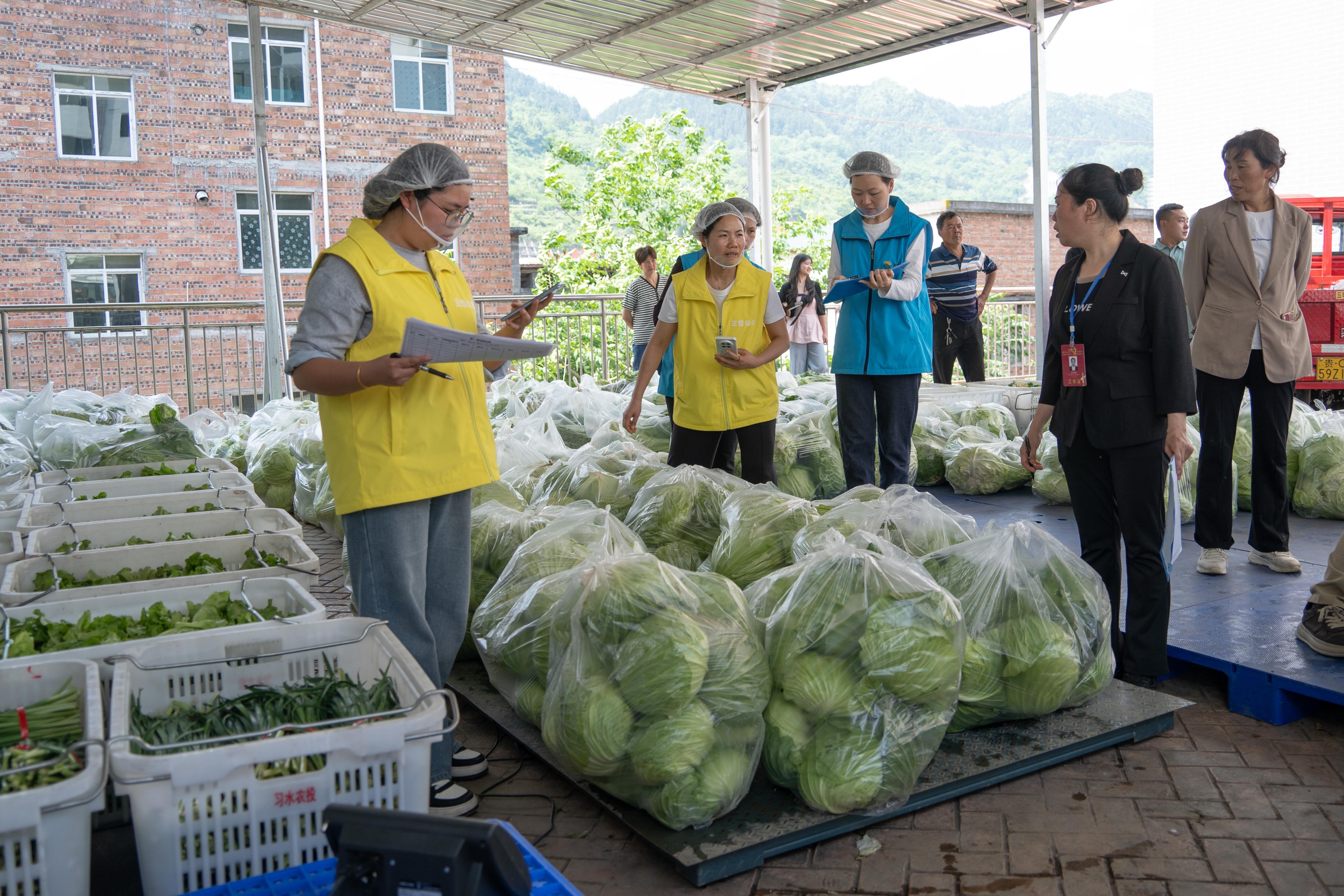 娄底村蔬菜收购现场。人民网 阳茜摄